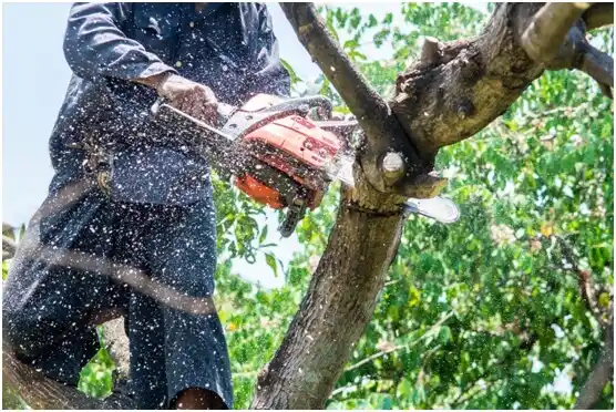 tree services The Village